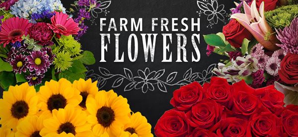 JR Roses Wholesale Flowers