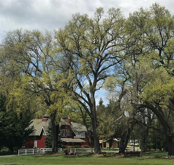 Rough And Ready Vineyards