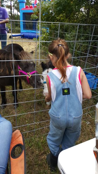 Misty's Pary Animal's