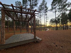 The Pines
