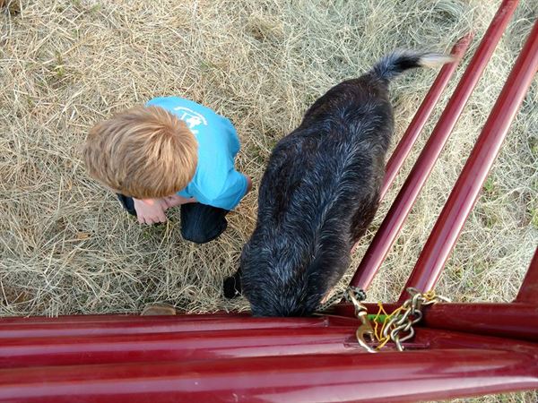 Noah's Ark Road Show