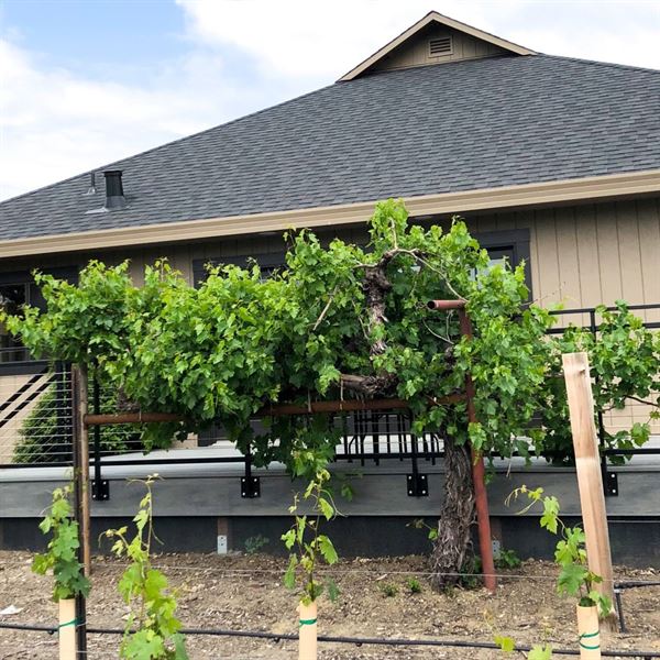 Whitehall Lane Winery