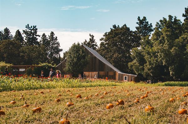 Pheasant Fields Farm