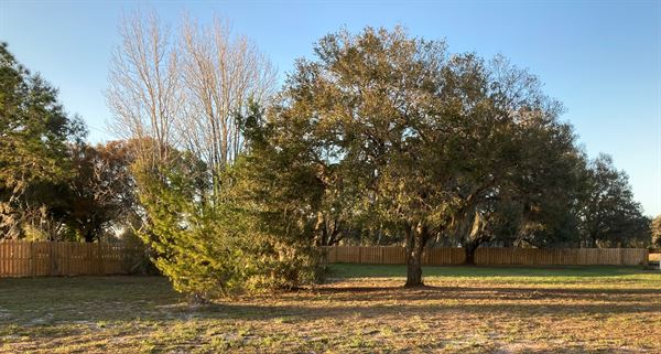 Willow Crest En Plein Air