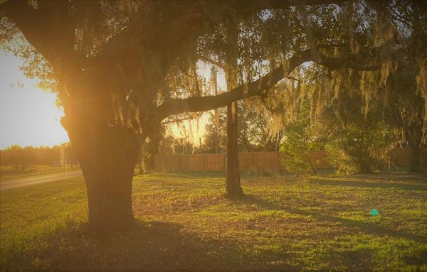 Willow Crest En Plein Air