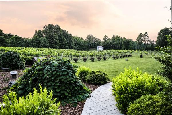 Natchez Hills Vineyard