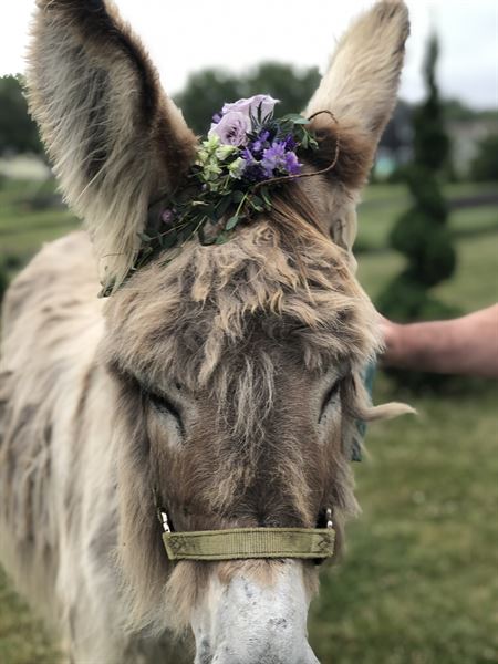 Bumblebee's Flowers & Gifts