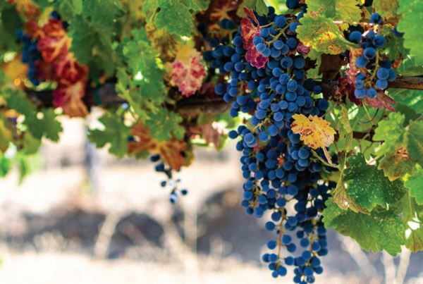 Folktale Winery & Vineyards