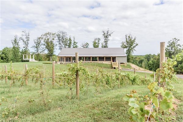 Saudé Creek Vineyards