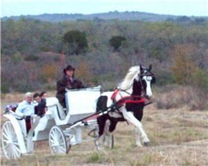 Lollypop Carriage Co.