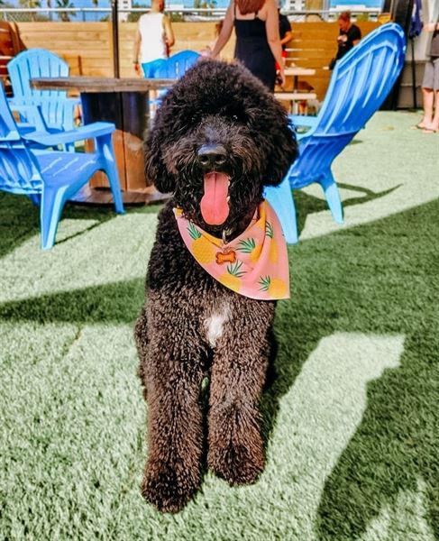 BRK Republic FREE VENUE