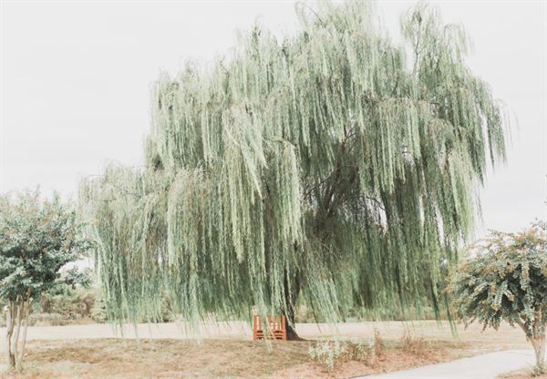 The Osprey's at Belmont Bay
