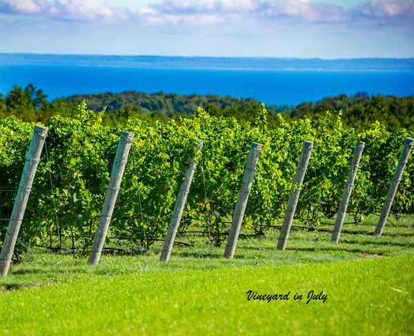 The Ridge at Verterra Vineyards