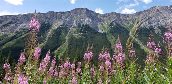 Enduring Promises - Wedding Officiants