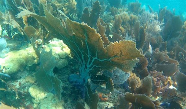 Starfish Marathon Snorkeling