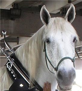 Lollypop Carriage Co.