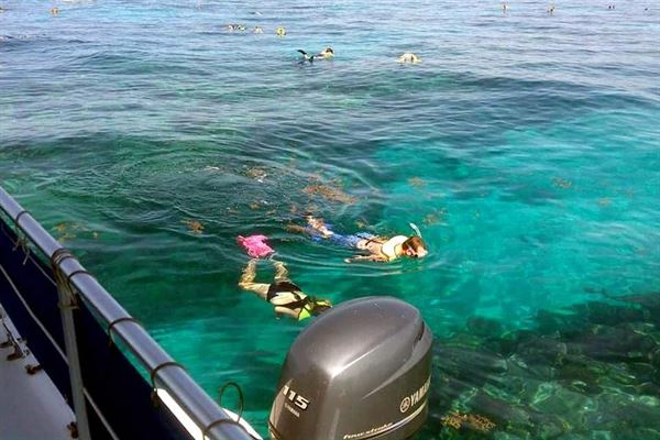 Starfish Marathon Snorkeling