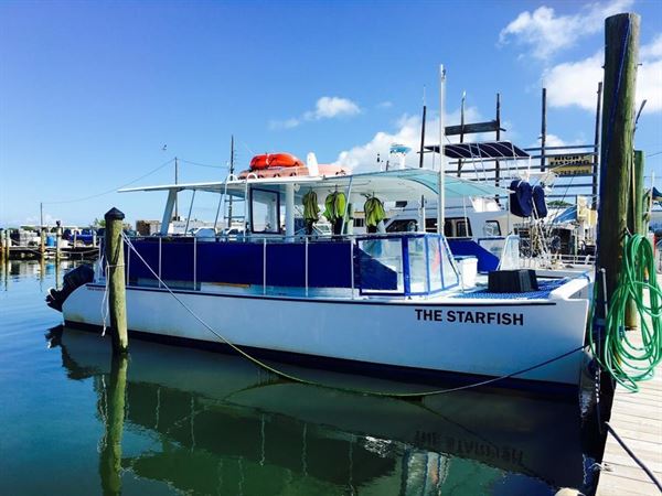 Starfish Marathon Snorkeling