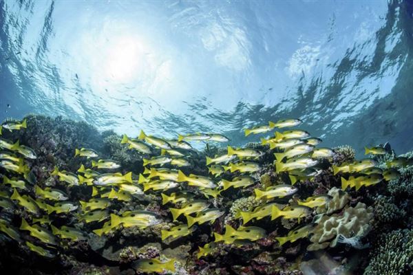 Starfish Marathon Snorkeling