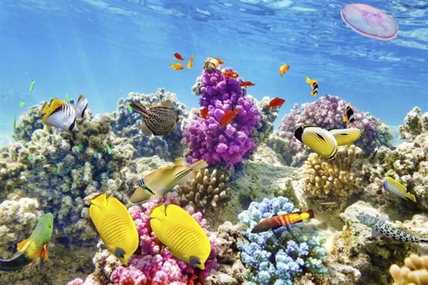 Starfish Marathon Snorkeling