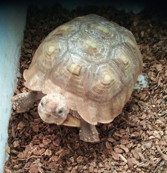 Desert Moon Entertainment