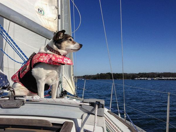 Sail Dreams Boat Charters | Pacific Ocean Sailing Tour up to 2 People