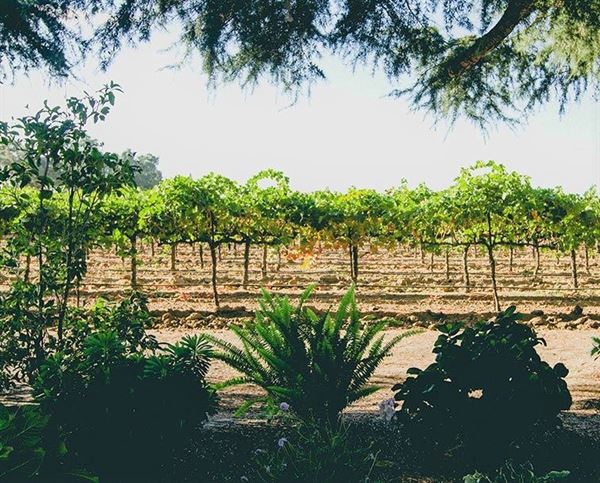 Bare Ranch by Michael David Winery