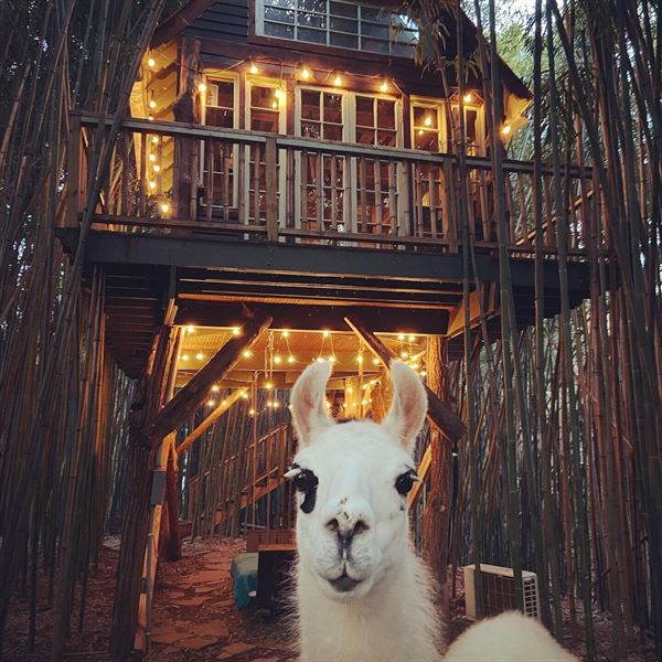 Atlanta Alpaca Treehouse in the Bamboo Forest