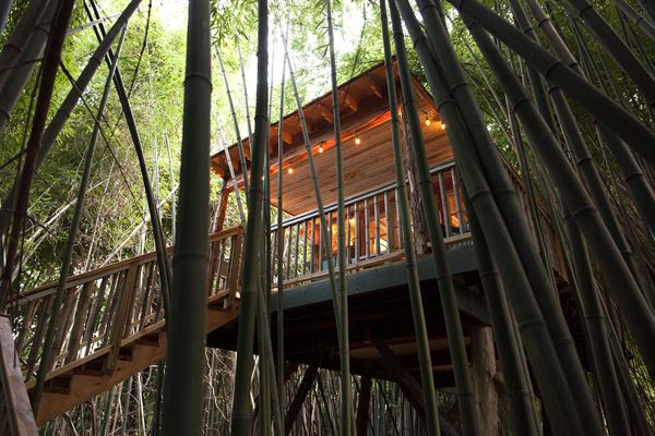 Atlanta Alpaca Treehouse in the Bamboo Forest