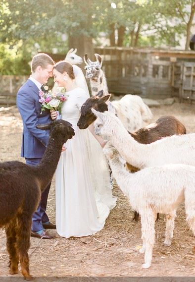 Atlanta Alpaca Treehouse in the Bamboo Forest