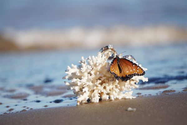 Wendy Coverson Wedding Officiant