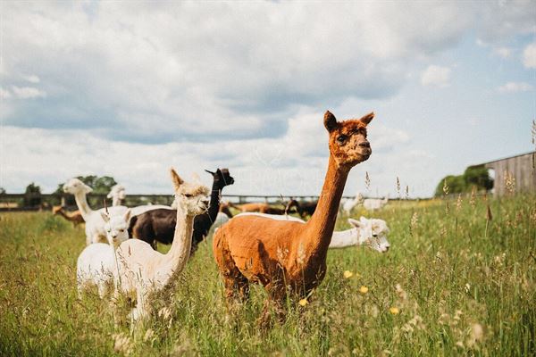 The Vermont Wedding Barn at Champlain Valley Alpacas