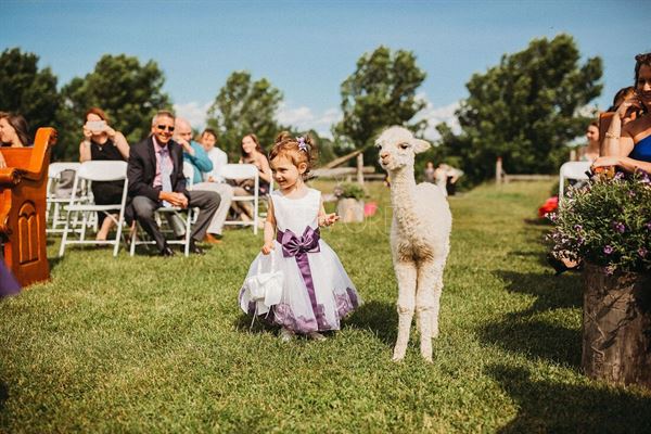 The Vermont Wedding Barn at Champlain Valley Alpacas