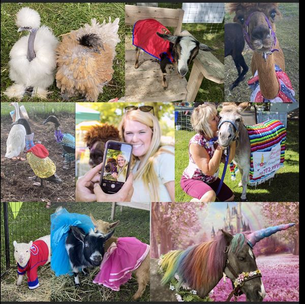 Critter Visits of Woolley Wonderland Farm