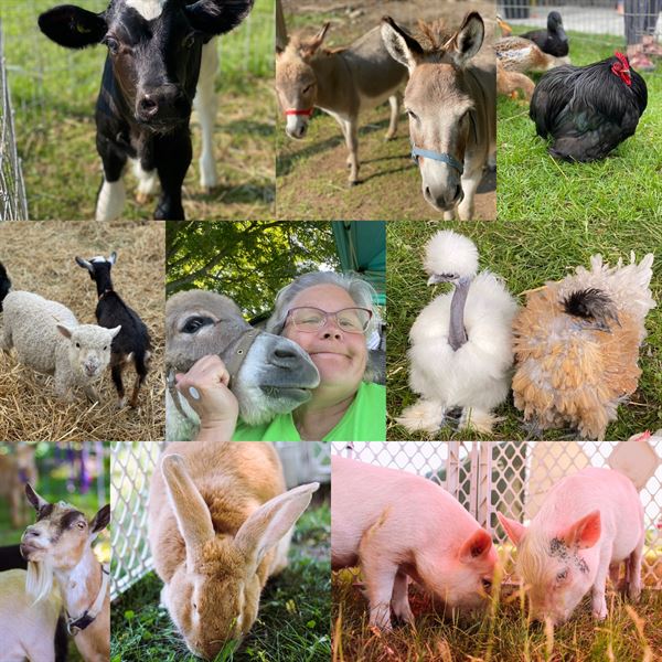 Critter Visits of Woolley Wonderland Farm