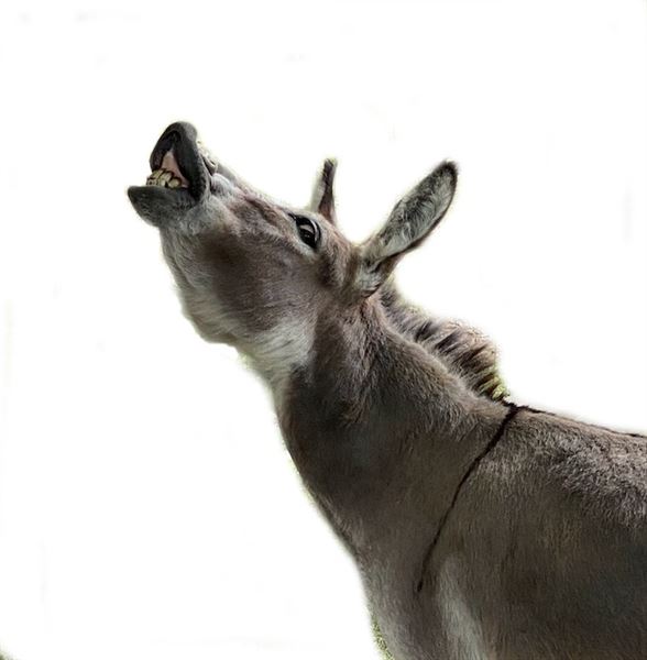 Critter Visits of Woolley Wonderland Farm