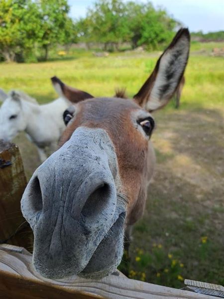 Turquoise Acres Ranch