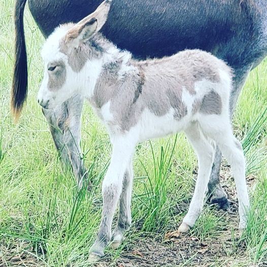 Turquoise Acres Ranch