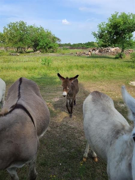 Turquoise Acres Ranch