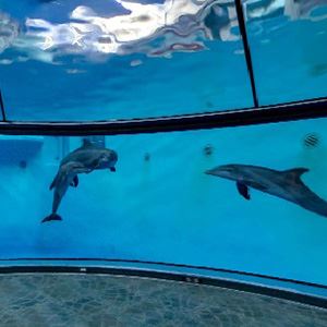 Ascension St. Vincent Dolphin Gallery