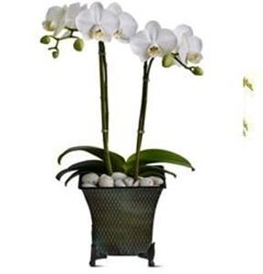 Flowers From the Rainflorist