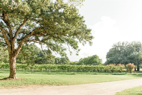 The Vineyards at Chappel Lodge