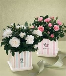 Dj's Clearwater Largo Florist