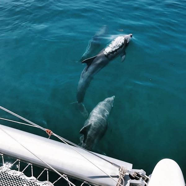 Sail Dreams Boat Charters | Pacific Ocean Sailing Tour up to 2 People