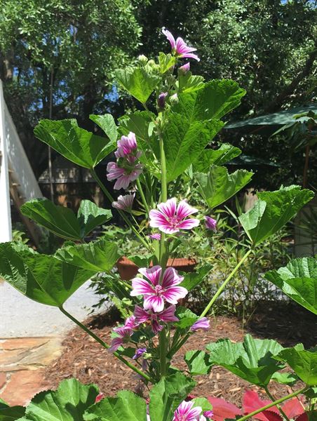 Hibiscus Coffee & Guesthouse