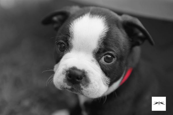 Dragonfly Eye Studio