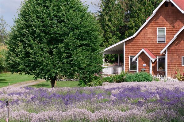 Purple Haze Lavender Farm