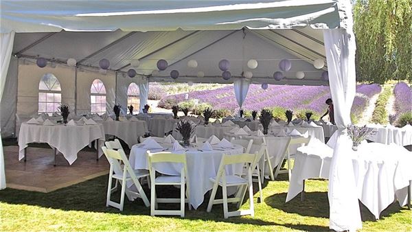 Purple Haze Lavender Farm