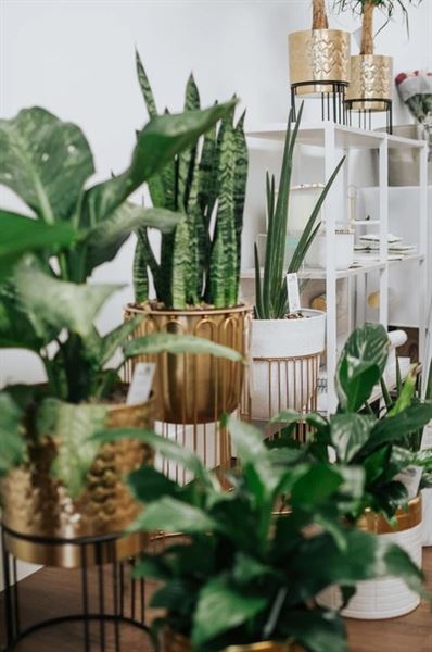 The Plant Design Studio by Wesleaf Designs & Decor