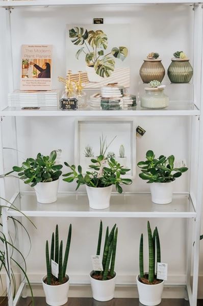 The Plant Design Studio by Wesleaf Designs & Decor